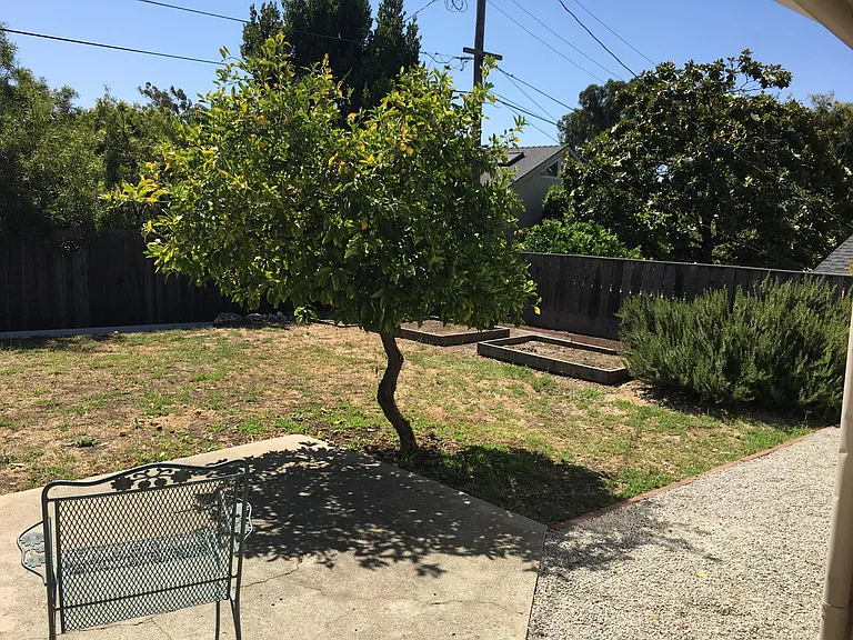 Yard.Lemon tree.