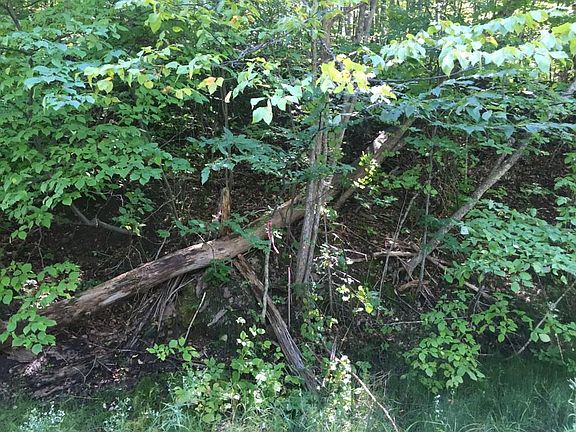 4th image of 04900 Coash Road 40 Acres