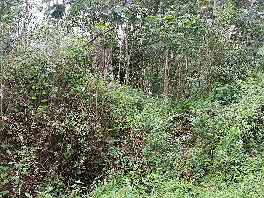 1st image of Sandalwood Ct Lot 35