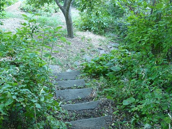 Steps to apple tree