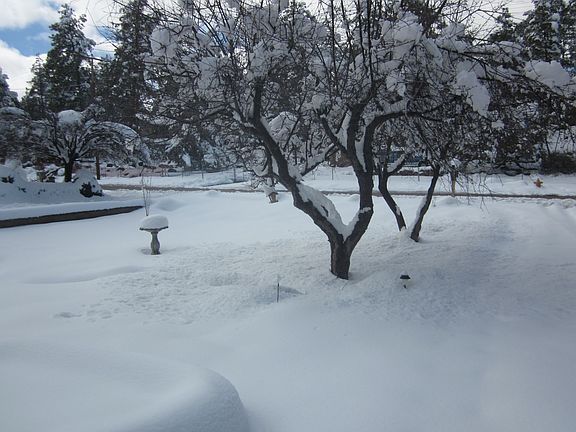 Front yard in snow