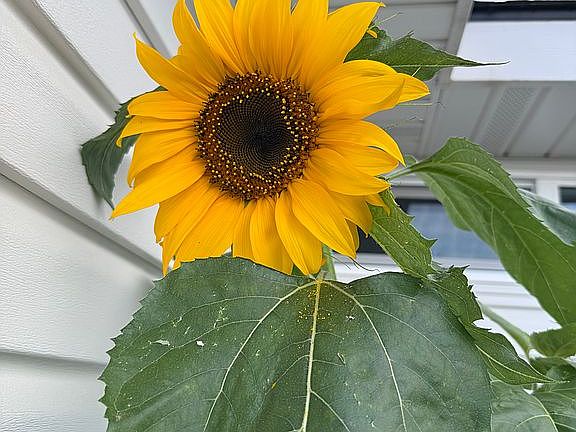 Big sunflowers!