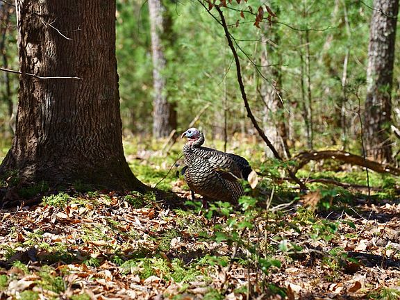 Hunting Land For Sale with Creek in Carroll County, Virginia by Justin Rolfe, Mossy Oak Properties Land and Luxury
