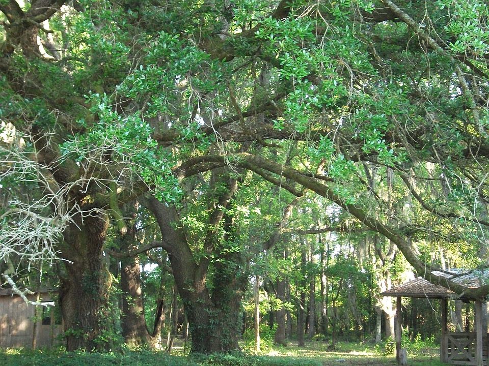 Live Oaks