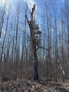 Lamon Rd NE, Bemidji, MN, 56601