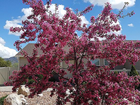 Flowering Crabapple in front