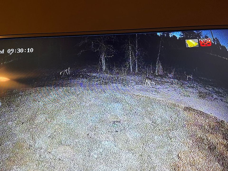 Wildlife