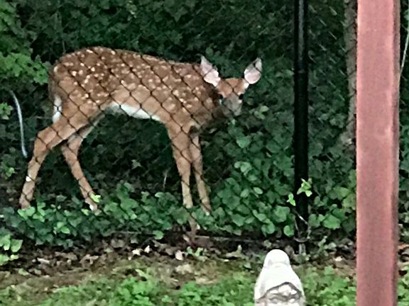 lots of wildlife in our yard