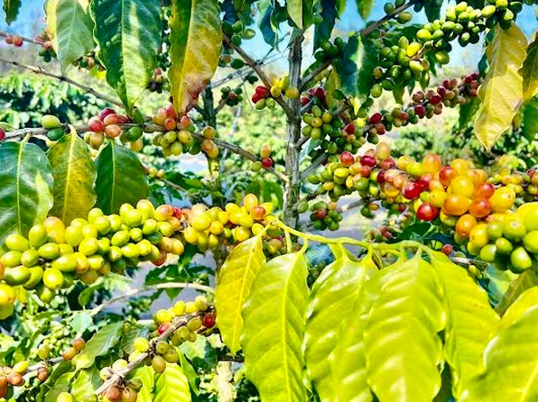 Road 4 Kea #Io, Kurtistown, HI 96760