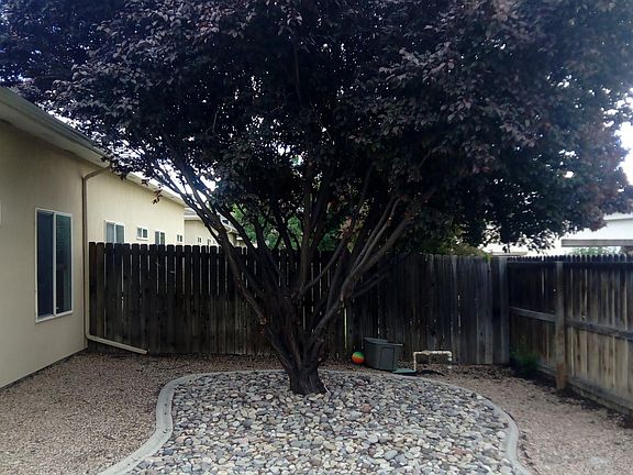 Back yard