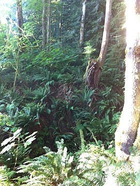 Gurgling Creek Behind