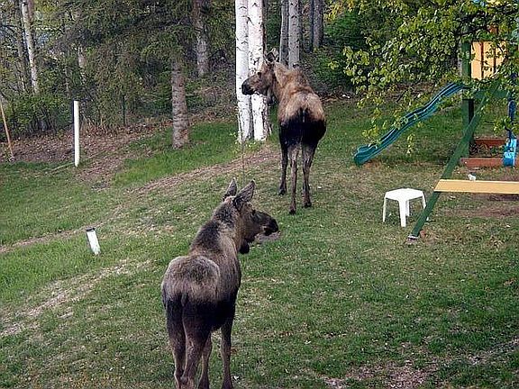 Baby Moose