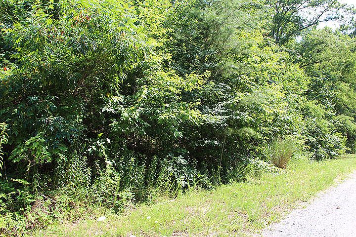 2nd image of Trail Way