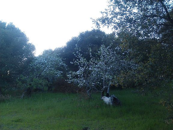Orchard in bloom