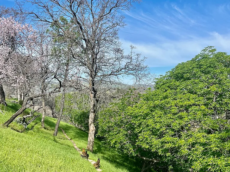 3834 Putah Creek Rd — Photo 34