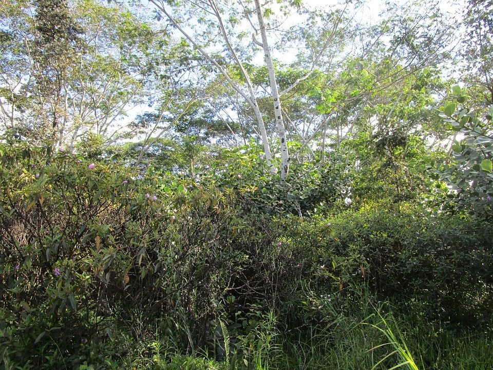 2nd image of 13th Avenue Kukui Lot 529