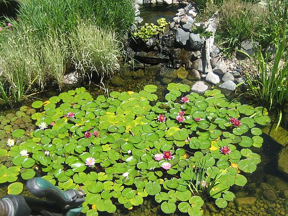 Water lillies on KOI pond