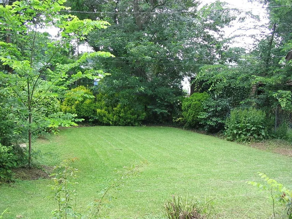 Back yard