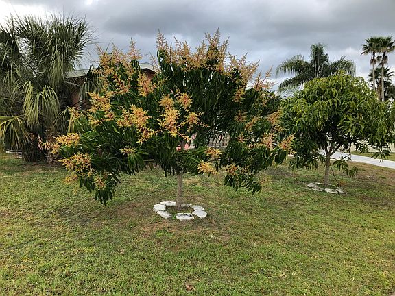Mango Trees in Bloom ( Glenn and Alphonso Variety)