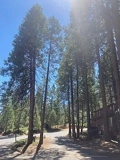 Sugar Pine RV Resort & MHP — Photo 3