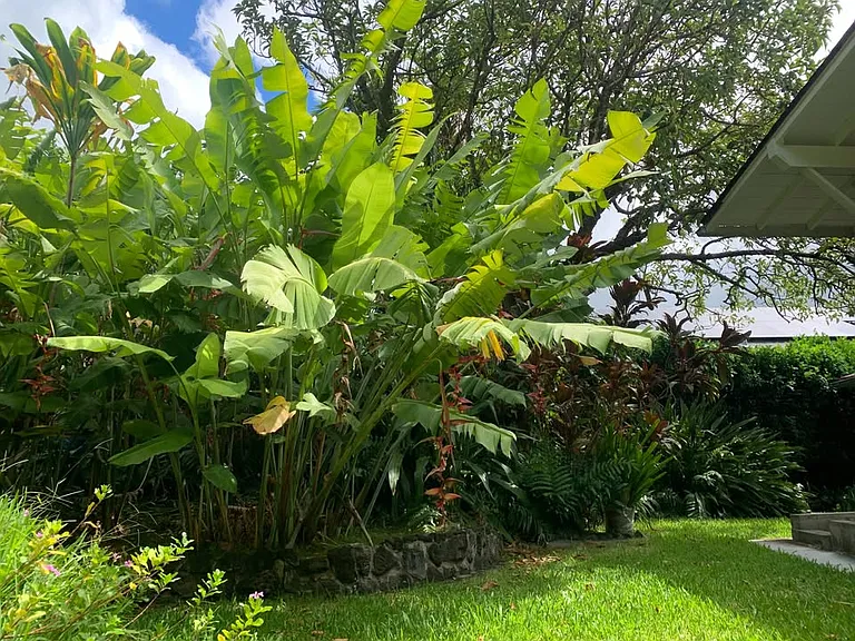 Manoa Rd — Photo 11