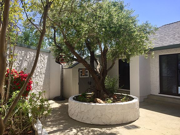 Beautiful Olive trees