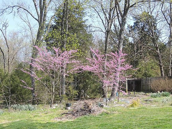 Redbuds in bloom
