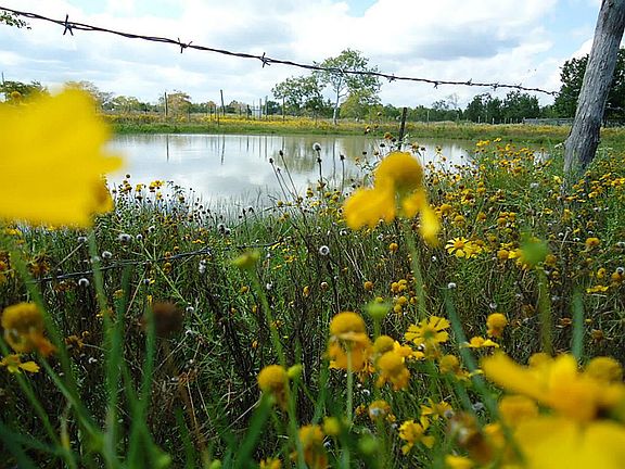 Pond inside the property.