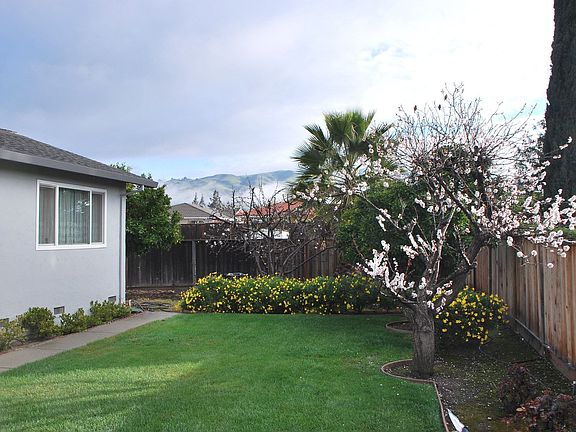Blossoms on fruit trees