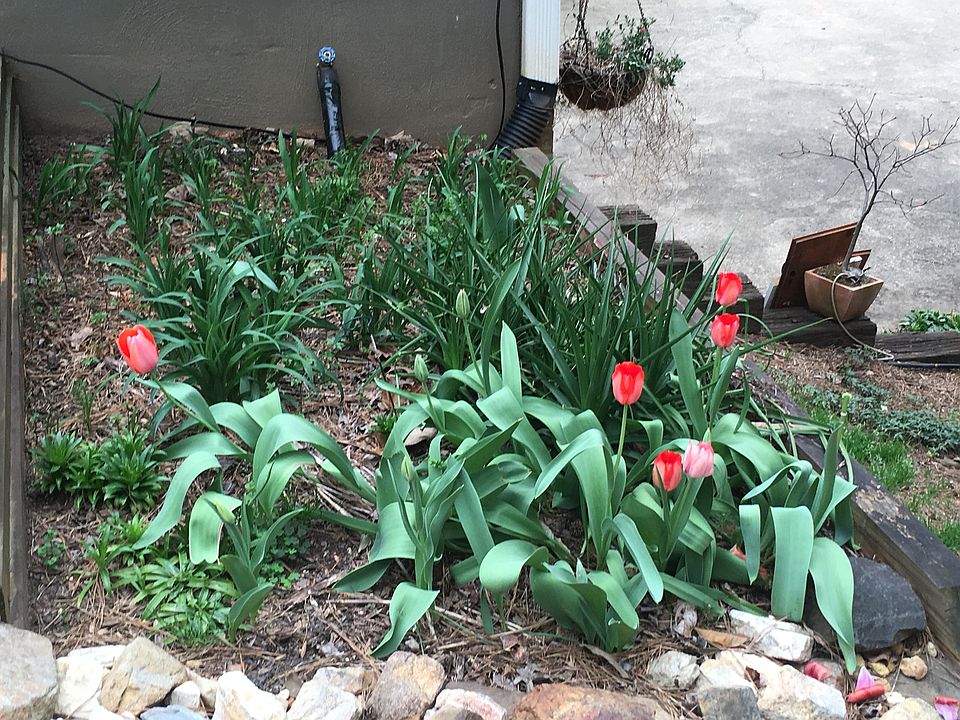 Early spring tulips. 