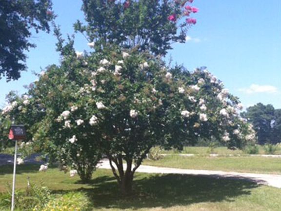 4th image of 274 County Road 611