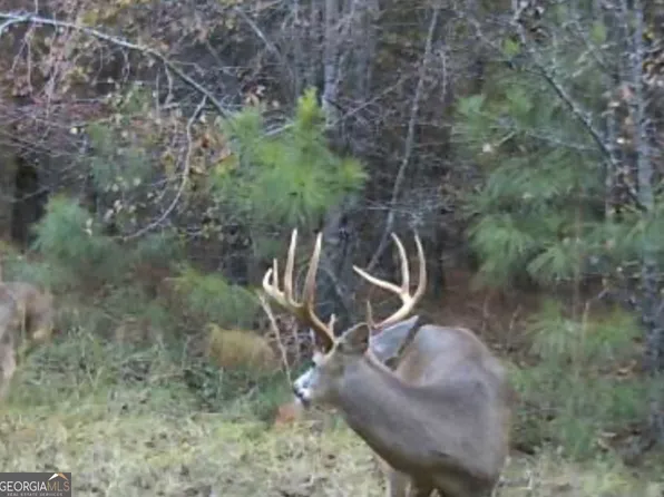 0 Chauncey Rhine Hwy Lot Wp001, Eastman, GA 31023