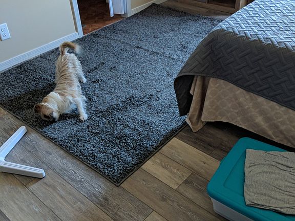 Master Bedroom (Dog not incl