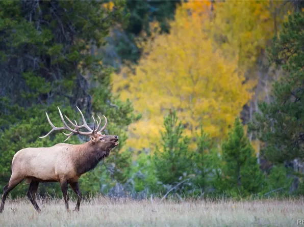 8570 S Warhawk Road, Conifer, CO 80433