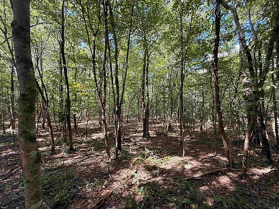 3rd image of Reed Rd