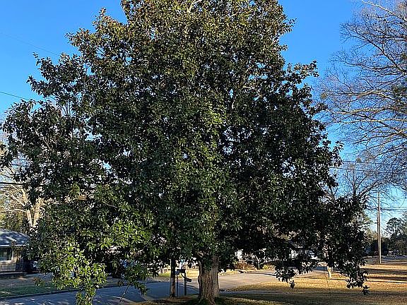 Magnolia Tree front yard