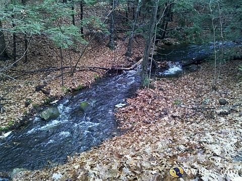 Our Brook (Viewed from Screen House).
