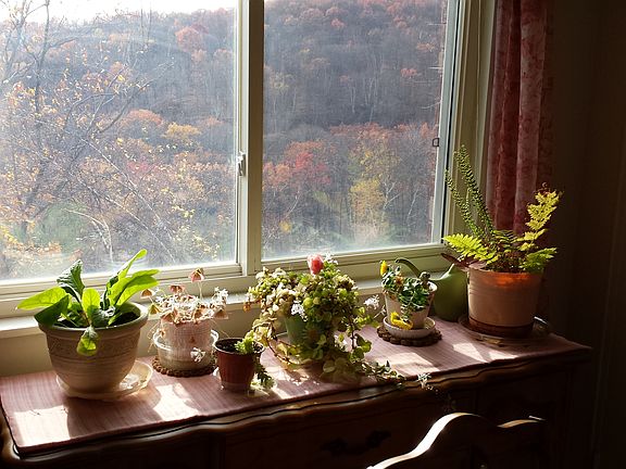 View from Dining Room