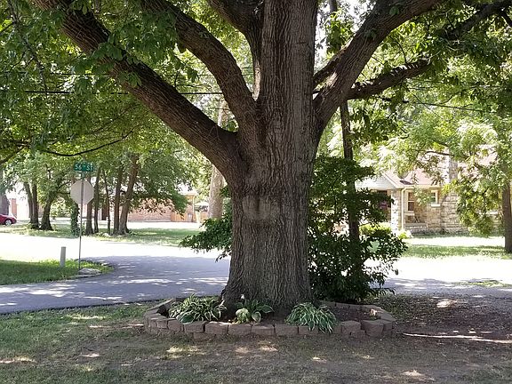 Tree in front yard