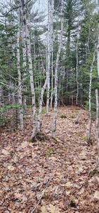 106 Carol Court, Bangor, ME, 04401