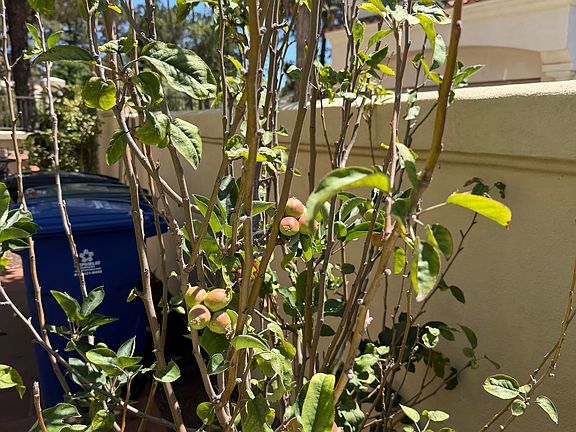 Apple Tree