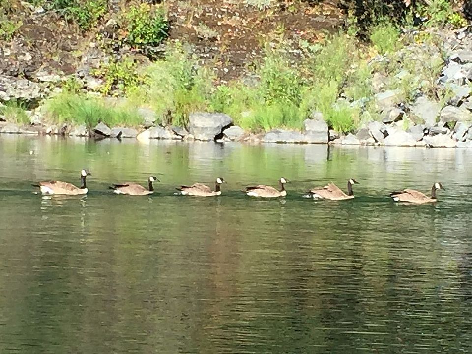 Wildlife on river