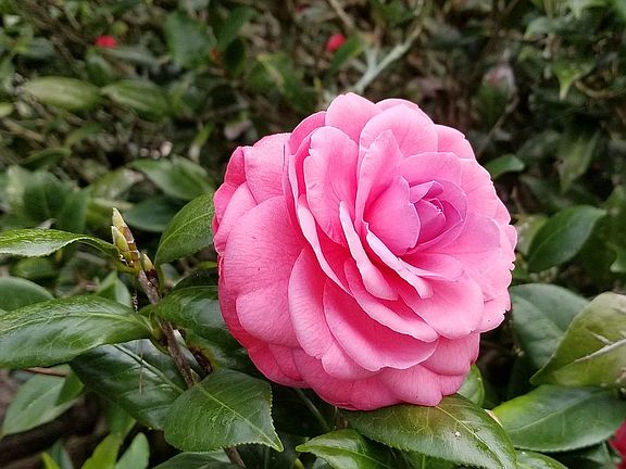 Camellia blossom 
