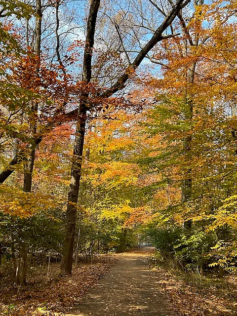 Lindenbrook St, Fairfax — Photo 4