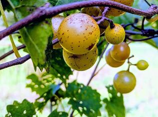 230 Windy Dr, Ringgold, GA 30736