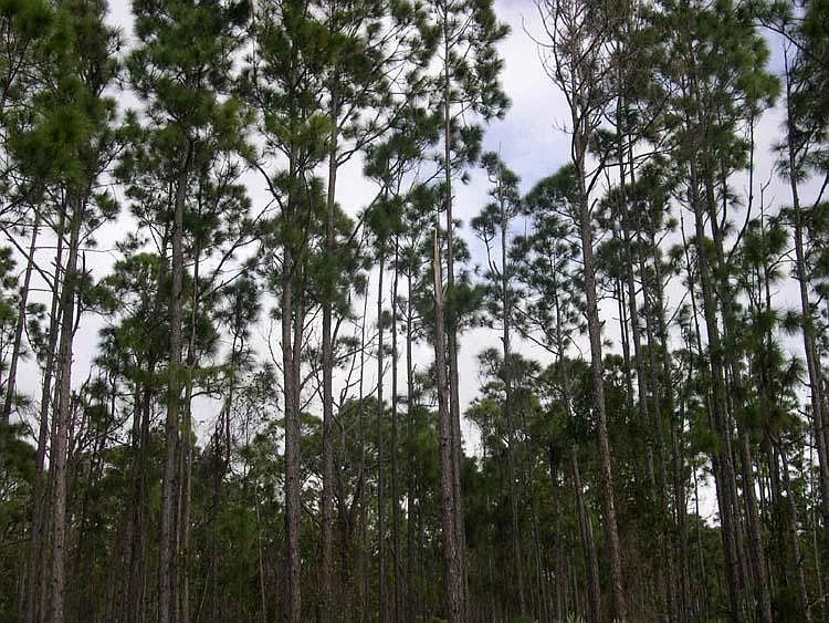 2nd image of Tbd Slash Pine Trail