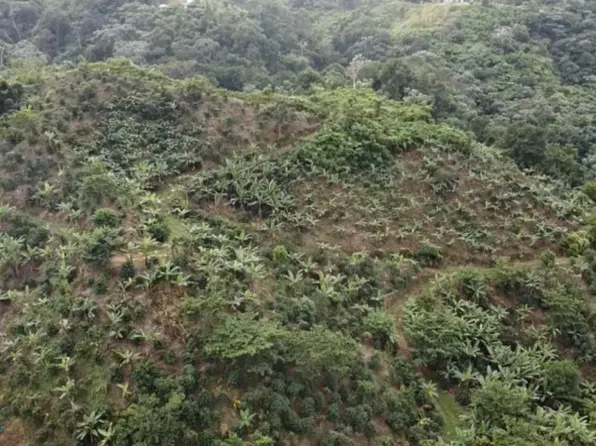 Km 8 Bo Cerrote Pr #409, Anasco, PR 00610