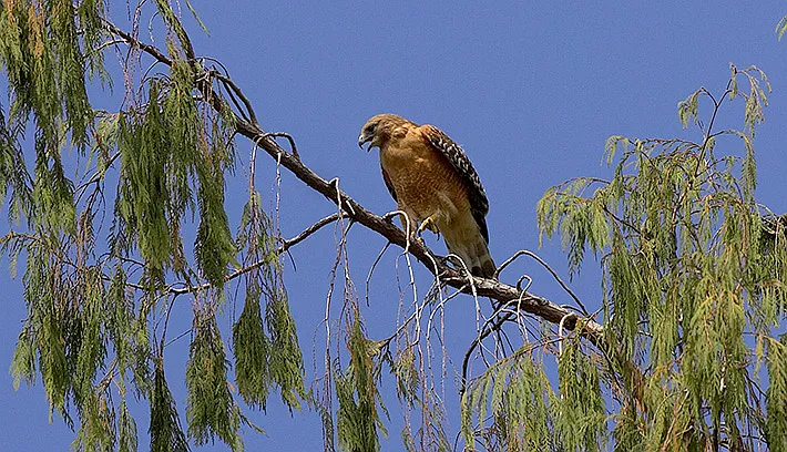 Old Topanga Canyon Rd — Photo 24