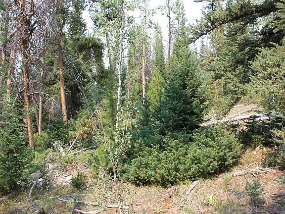 4th image of 5167 Cougar Ln
