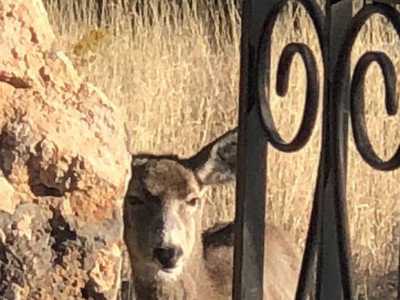 Now you see him, mstrbdrm